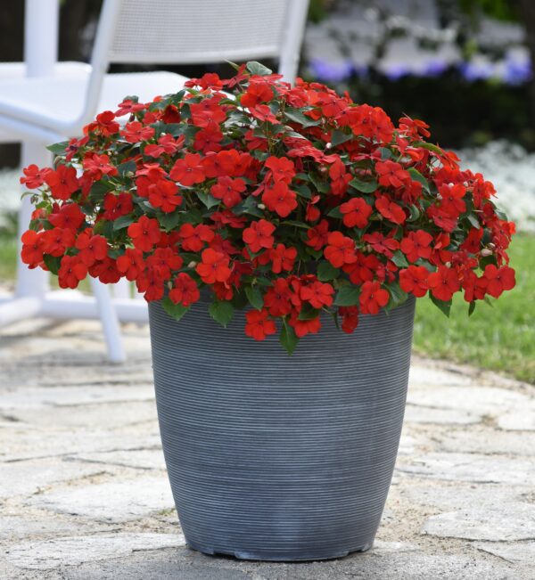 Impatiens walleriana Beacon® Bright Red - Image 6