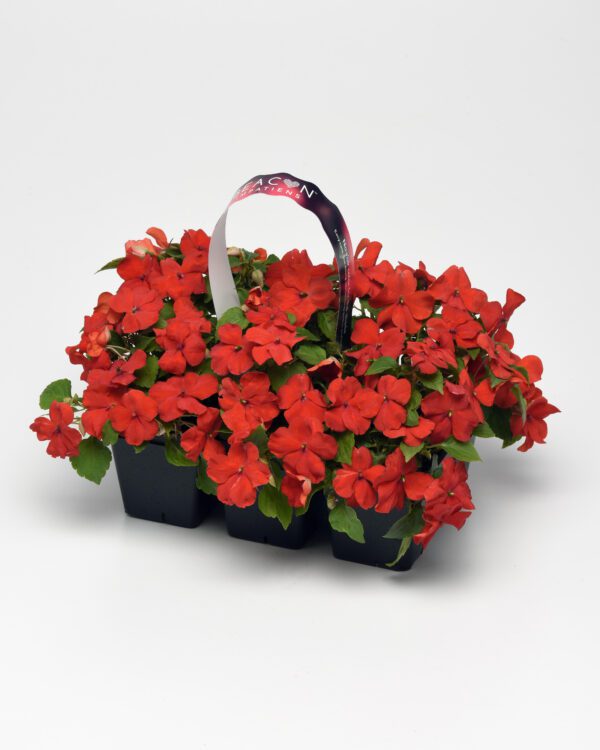 Impatiens walleriana Beacon® Bright Red - Image 3