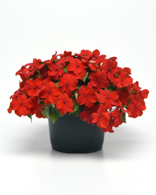 Impatiens walleriana Beacon® Bright Red - Image 5