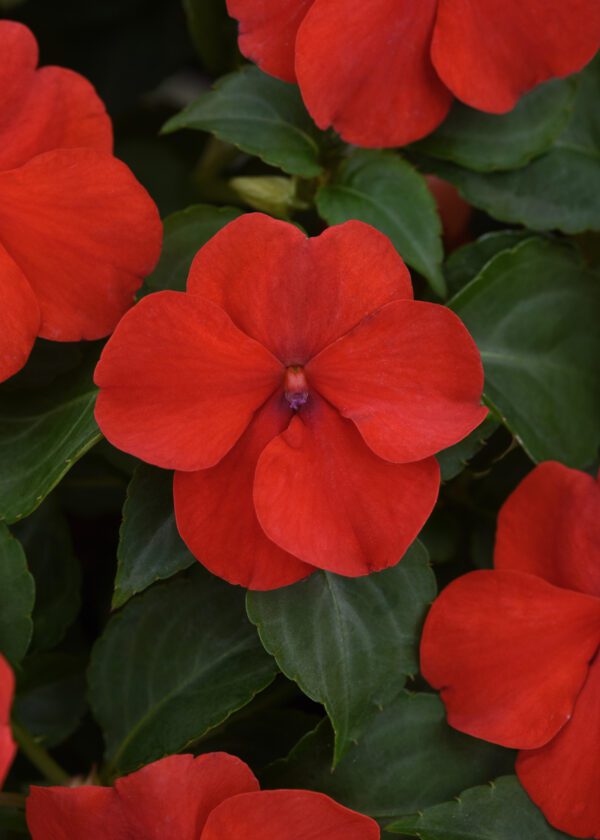 Impatiens walleriana Beacon® Bright Red