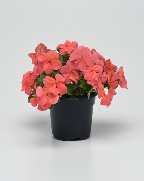 Impatiens walleriana Beacon® Coral - Image 4