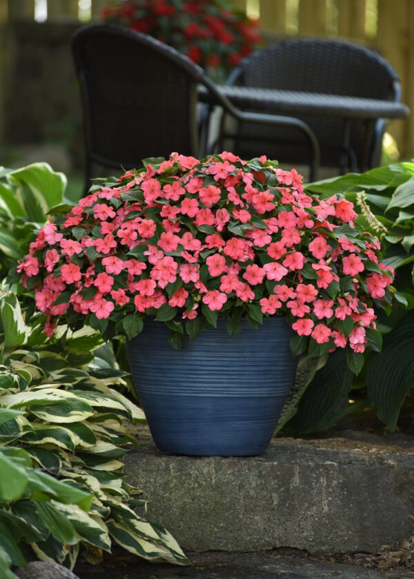 Impatiens walleriana Beacon® Coral - Image 2