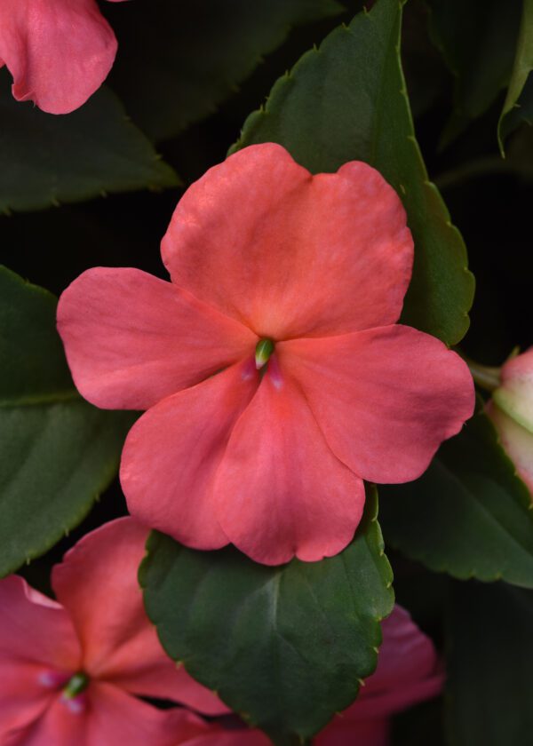 Impatiens walleriana Beacon® Coral