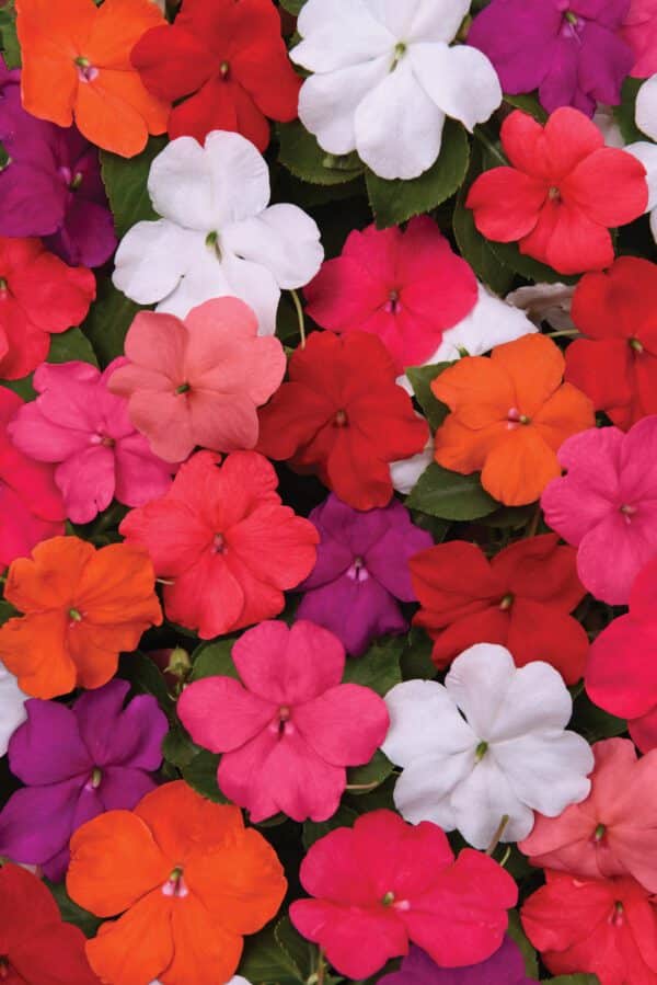 Impatiens walleriana Beacon® mixture