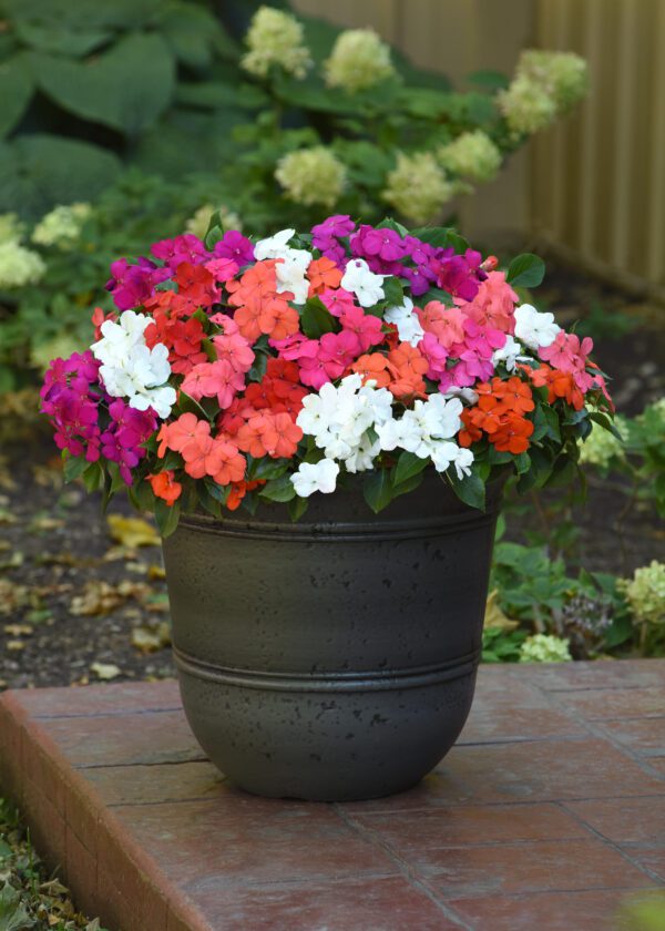 Impatiens walleriana Beacon® mixture - Image 2