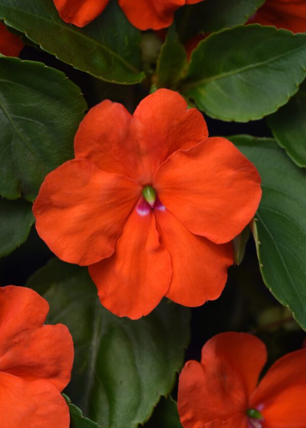 Impatiens walleriana Beacon® Orange