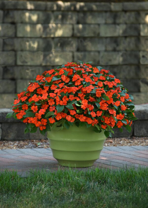 Impatiens walleriana Beacon® Orange - Image 3