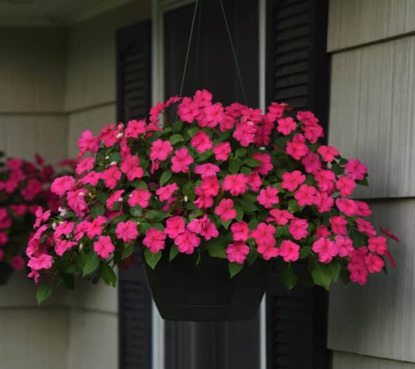 Impatiens walleriana Beacon® Rose - Image 2