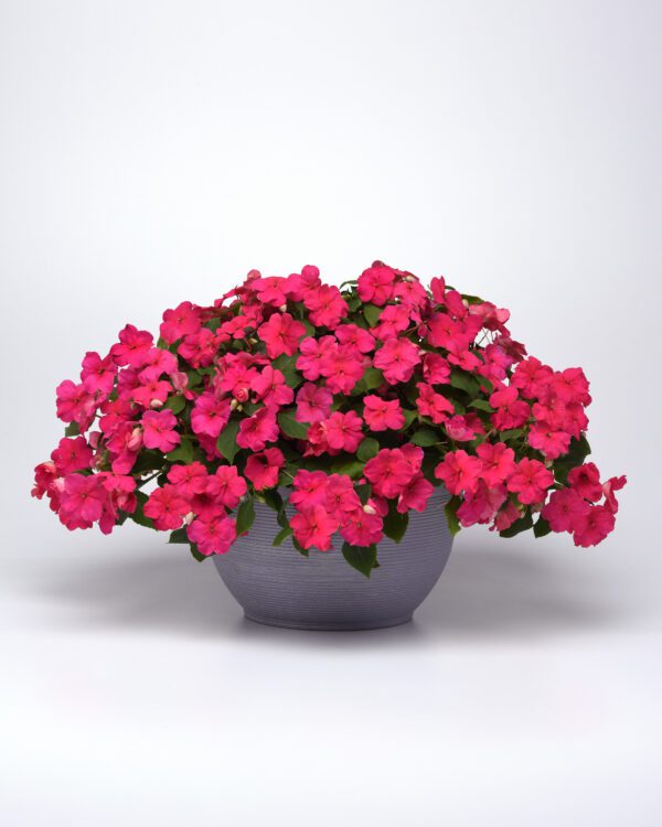 Impatiens walleriana Beacon® Rose - Image 3