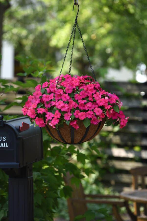 Impatiens walleriana Beacon® Rose - Image 5