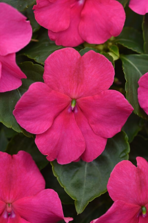 Impatiens walleriana Beacon® Rose