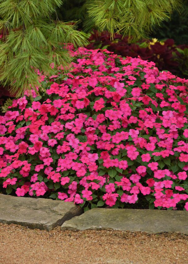 Impatiens walleriana Beacon® Rose - Image 4