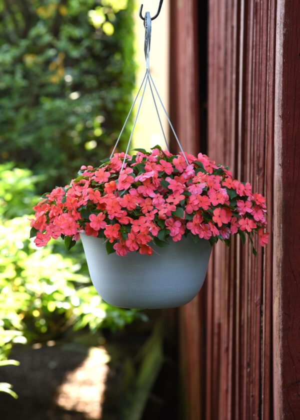 Impatiens walleriana Beacon® Salmon - Image 2