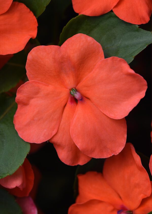 Impatiens walleriana Beacon® Salmon