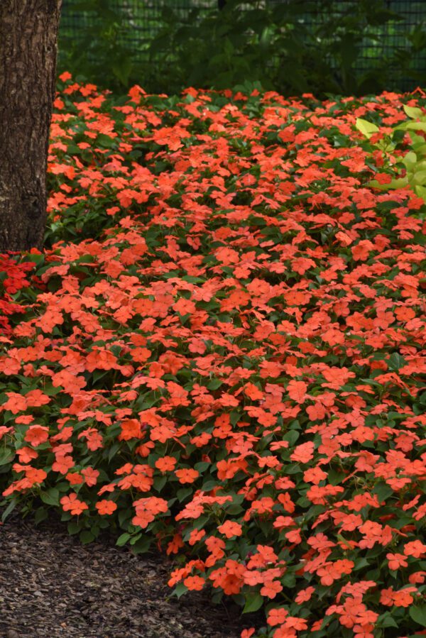 Impatiens walleriana Beacon® Salmon - Image 3