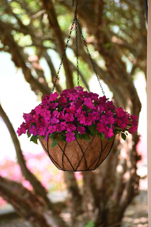 Impatiens walleriana Beacon® Violet Shades - Image 2