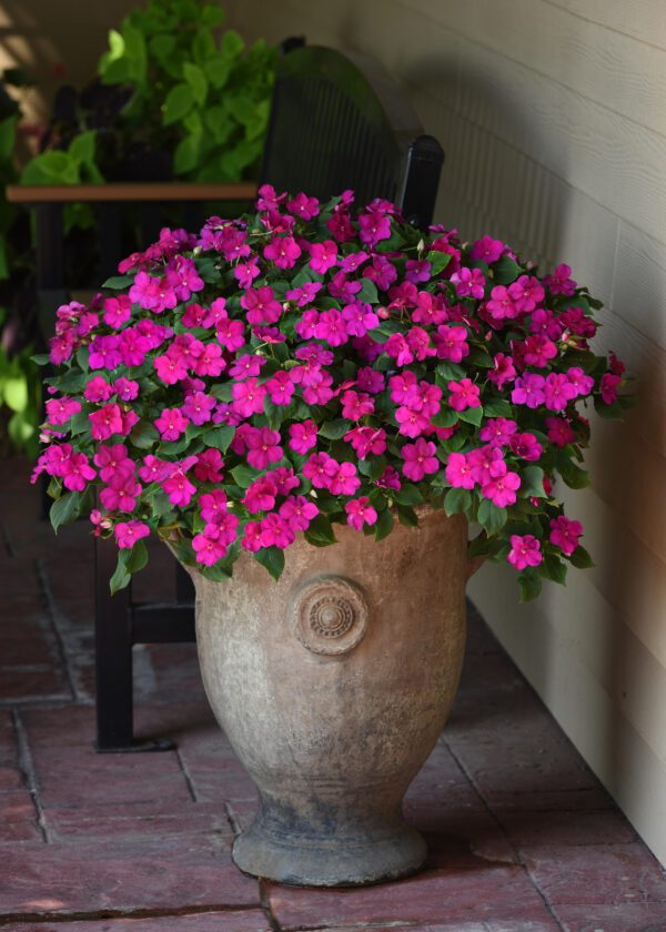 Impatiens walleriana Beacon® Violet Shades - Image 4