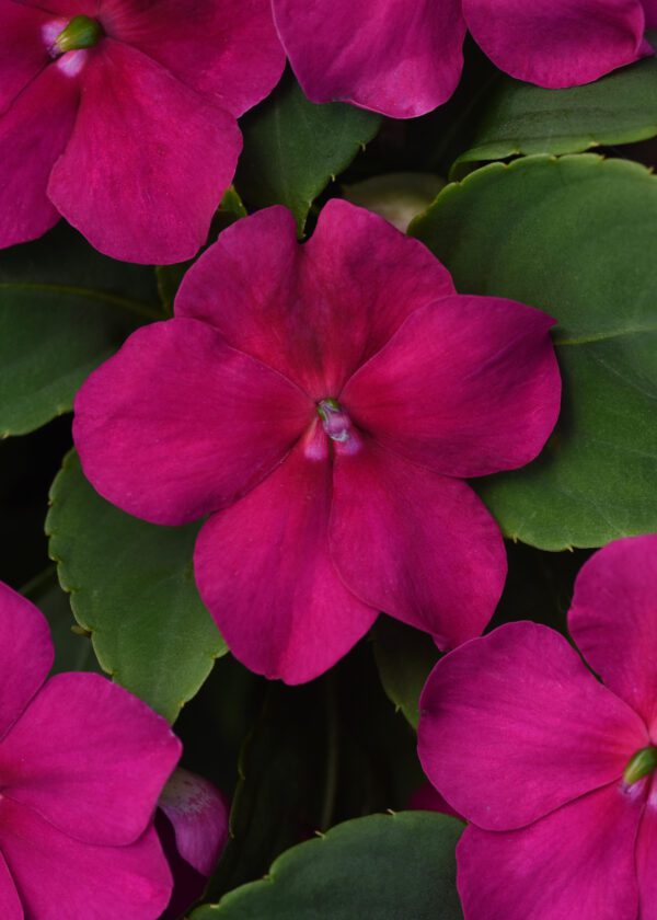 Impatiens walleriana Beacon® Violet Shades