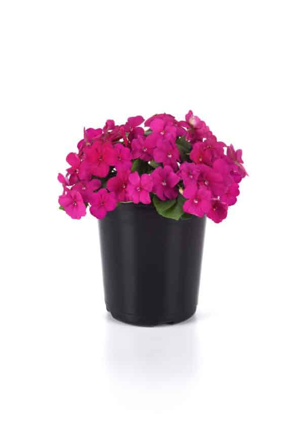 Impatiens walleriana Beacon® Violet Shades - Image 3