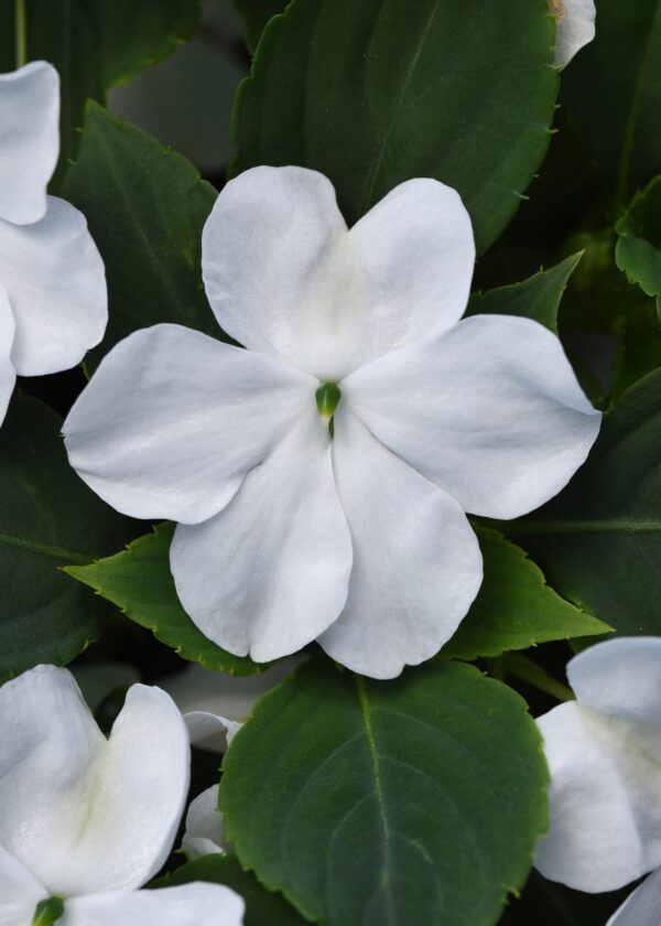 Impatiens walleriana Beacon® White