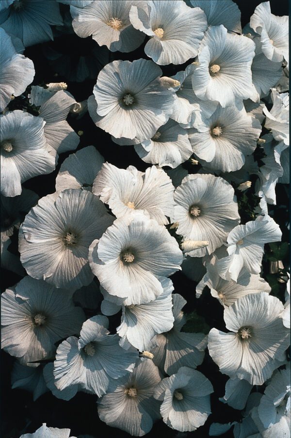 Lavatera trimestris White Beauty