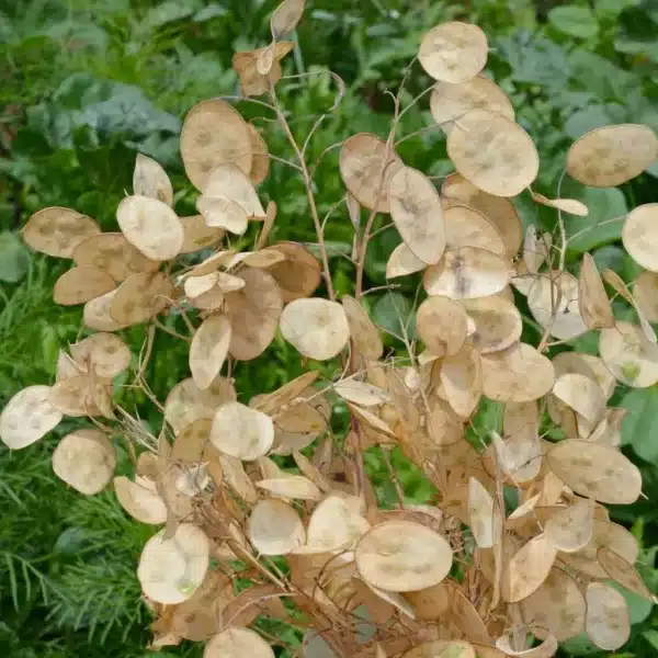 Lunaria annua 1