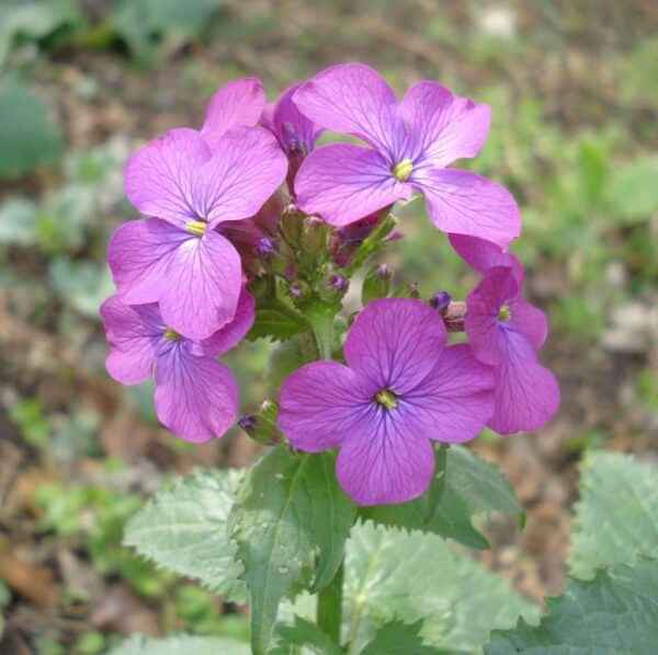 Lunaria annua Violet