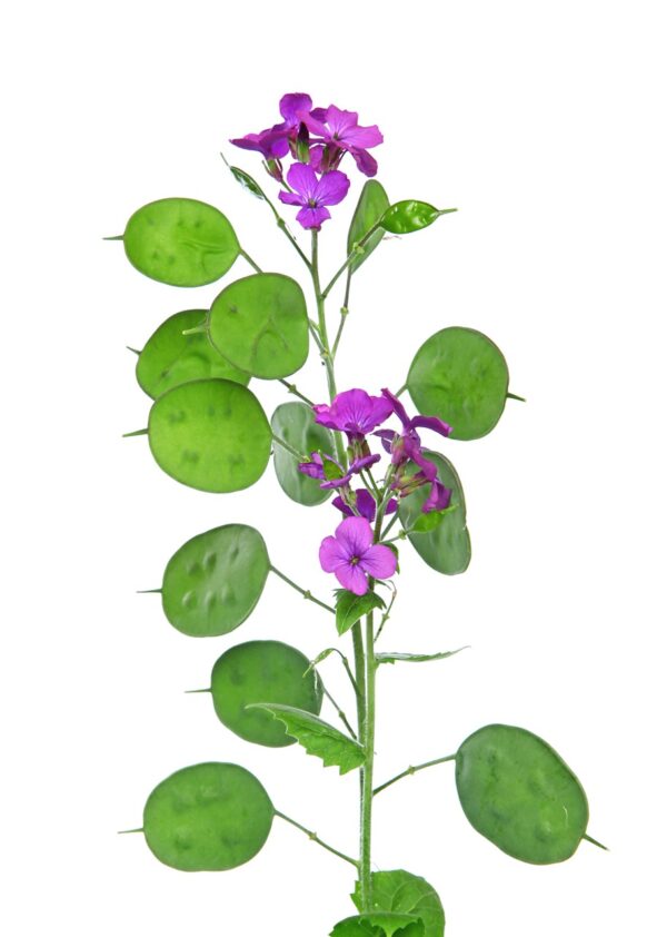 Lunaria annua Violett