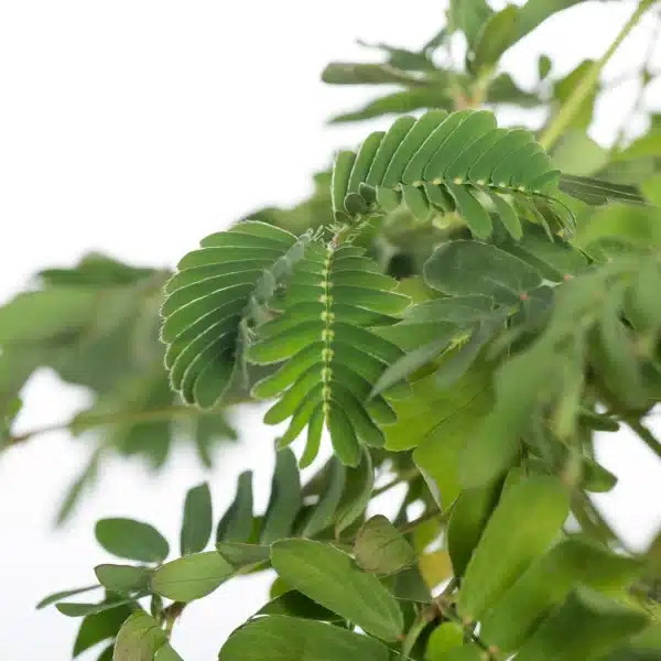 Mimosa pudica 2