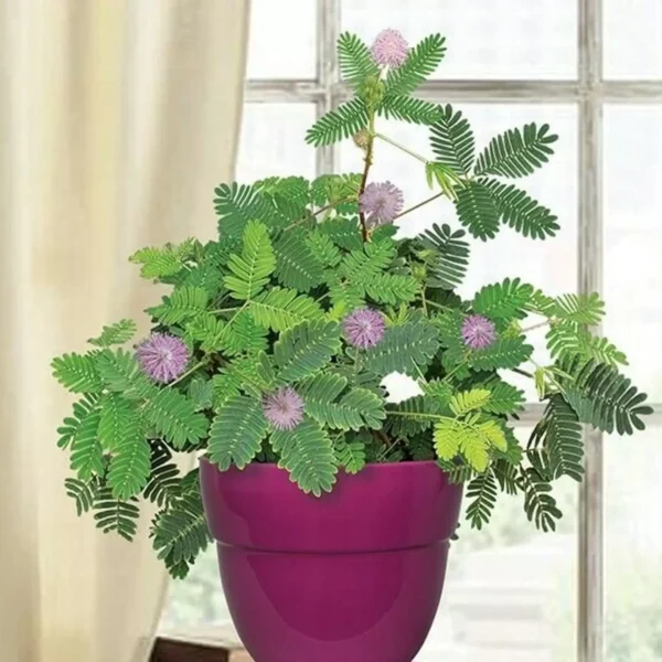 Mimosa pudica