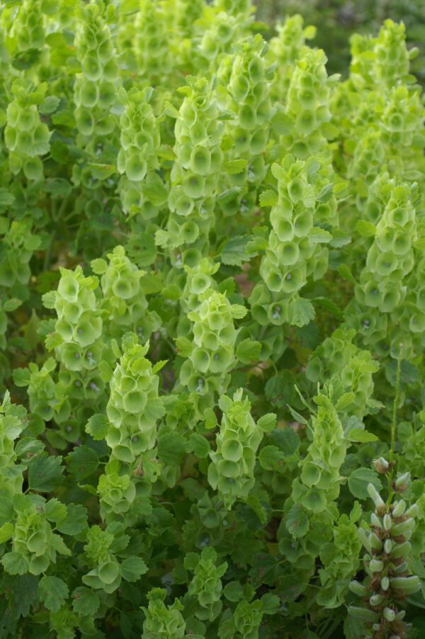 Moluccella laevis