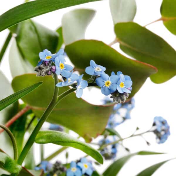 Myosotis alpestris Blue Memory