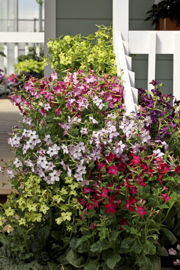 Nicotiana x sanderae Perfume mixture