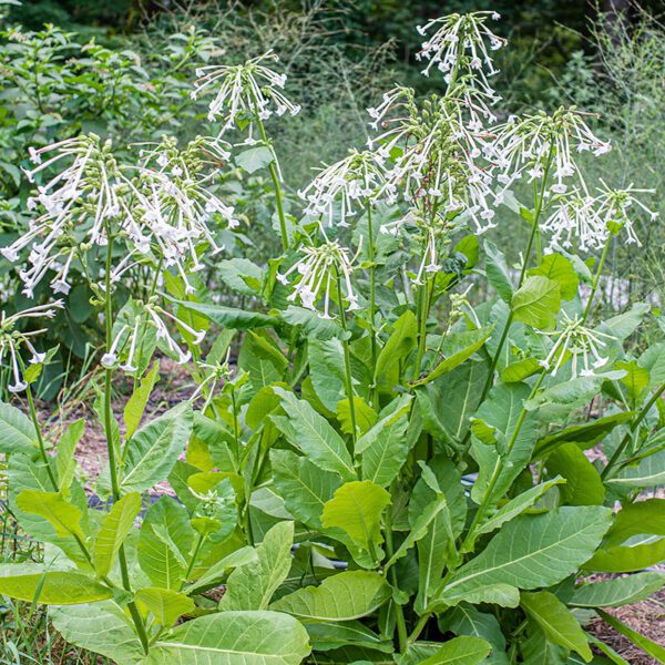 Nicotiana sylvestris 1