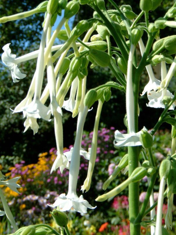 Nicotiana sylvestris 2