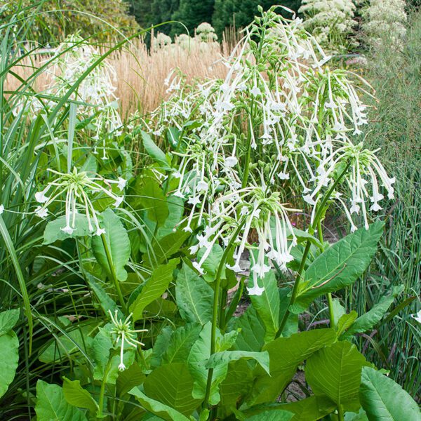 Nicotiana sylvestris