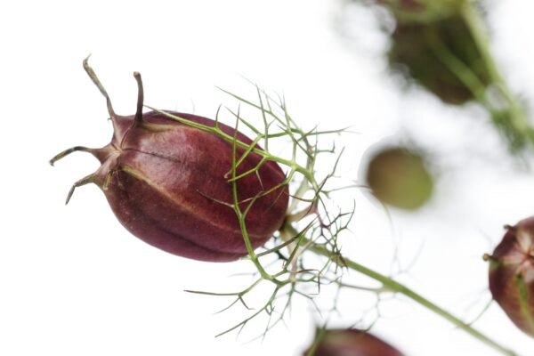 Nigella damascena Albion Black Pod 1