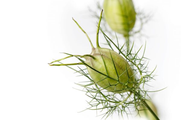 Nigella damascena Albion Green Pod 1