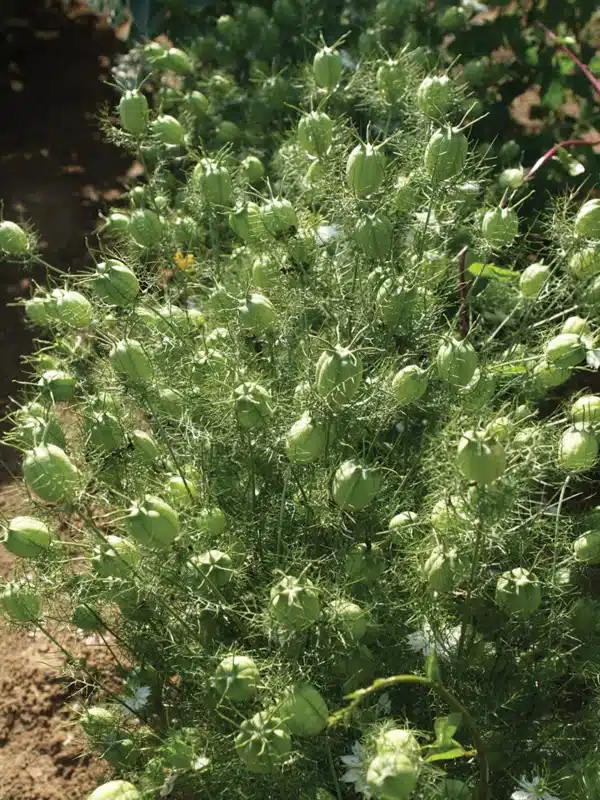 Nigella damascena Albion Green Pod 1