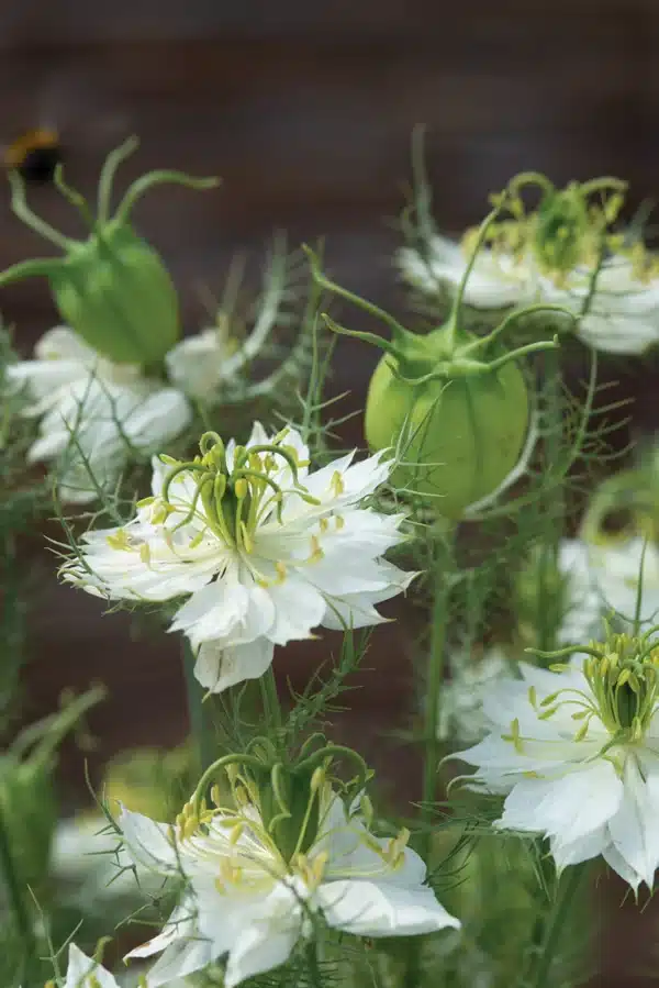 Nigella damascena Albion Green Pod