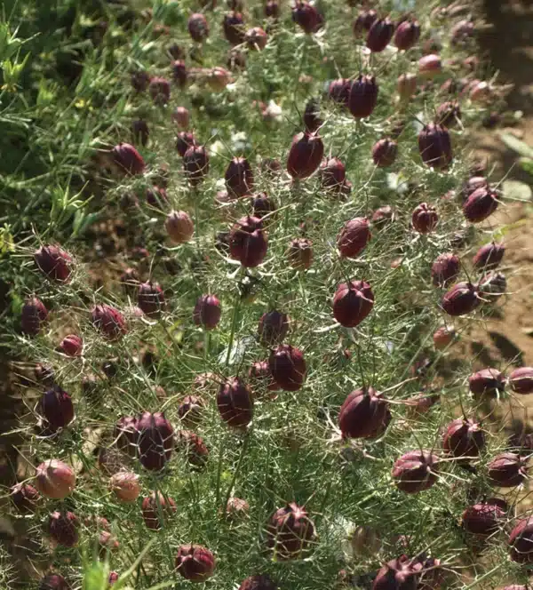 Nigella damascena Albion Red Pod 1