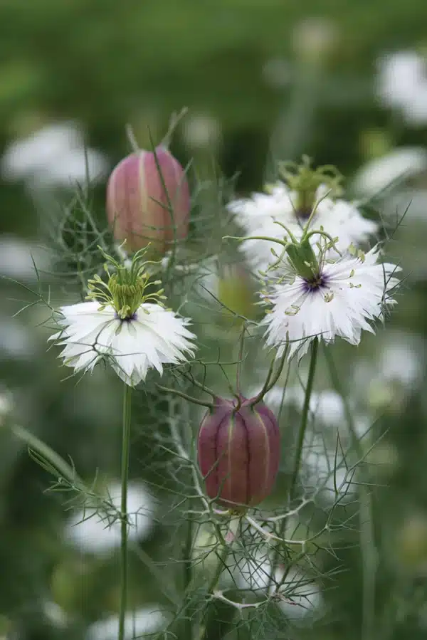 Nigella damascena Albion Red Pod