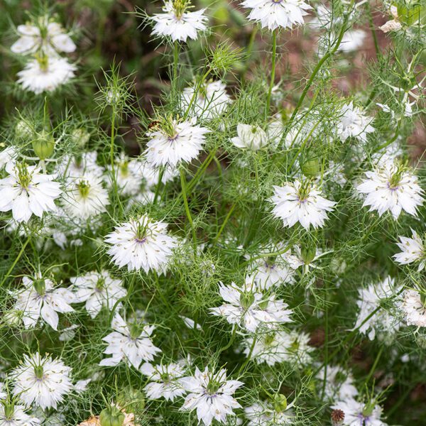 Nigella damascena Miss Jekyll Alba 1