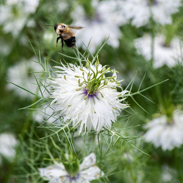 Nigella damascena Miss Jekyll Alba