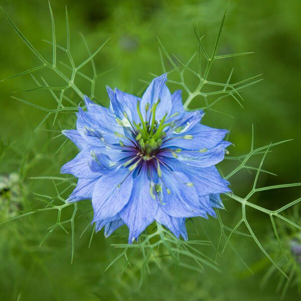 Nigella damascena Miss Jekyll Blue 1