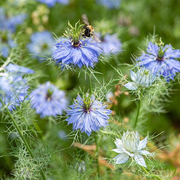 Nigella damascena Miss Jekyll Blue 2