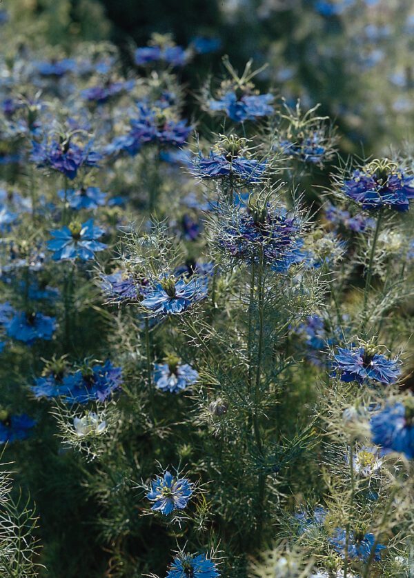 Nigella damascena Miss Jekyll Blue