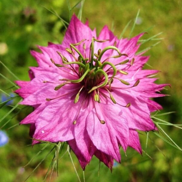 Nigella damascena Miss Jekyll Rose 1