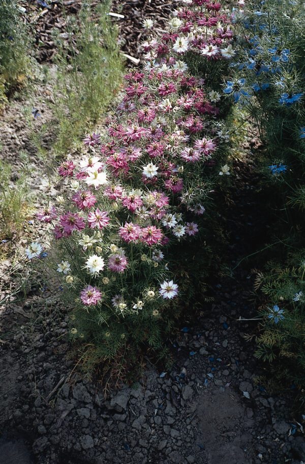 Nigella damascena Miss Jekyll Rose