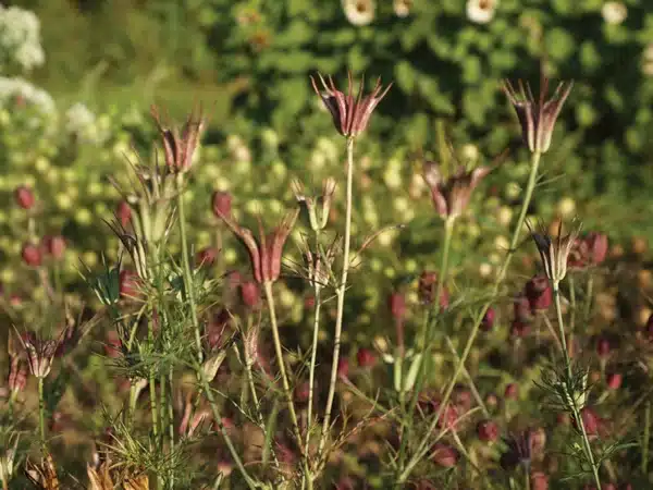 Nigella hispanica Transformer 1